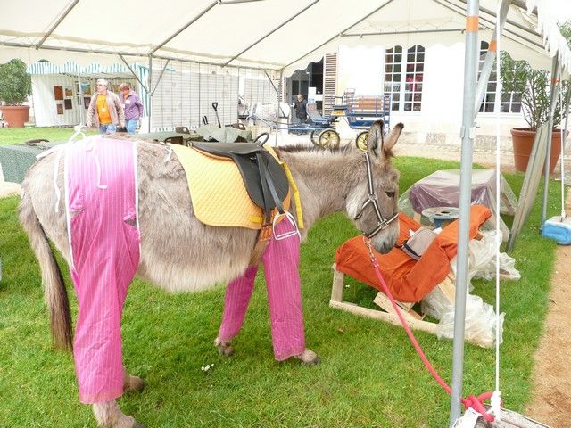 rodho 2013 (77).jpg